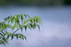 梅雨の晴れ間