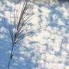 花・草木