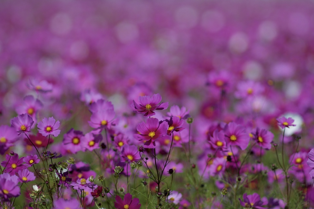 花の気持ち