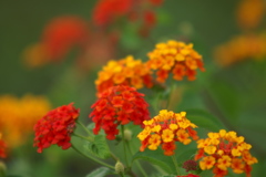 河川敷の夏の花２