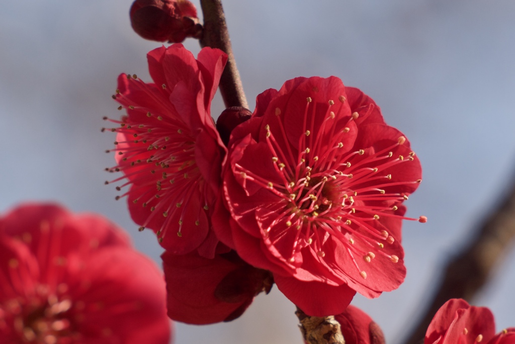 二月の紅