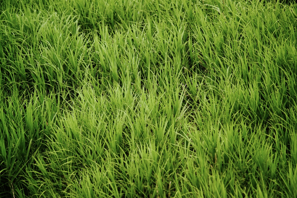 緑の勢い