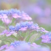 淡色の時