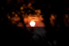 藪から夕陽