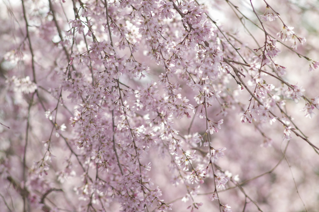 桜時間