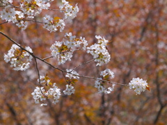 山桜