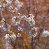 山桜