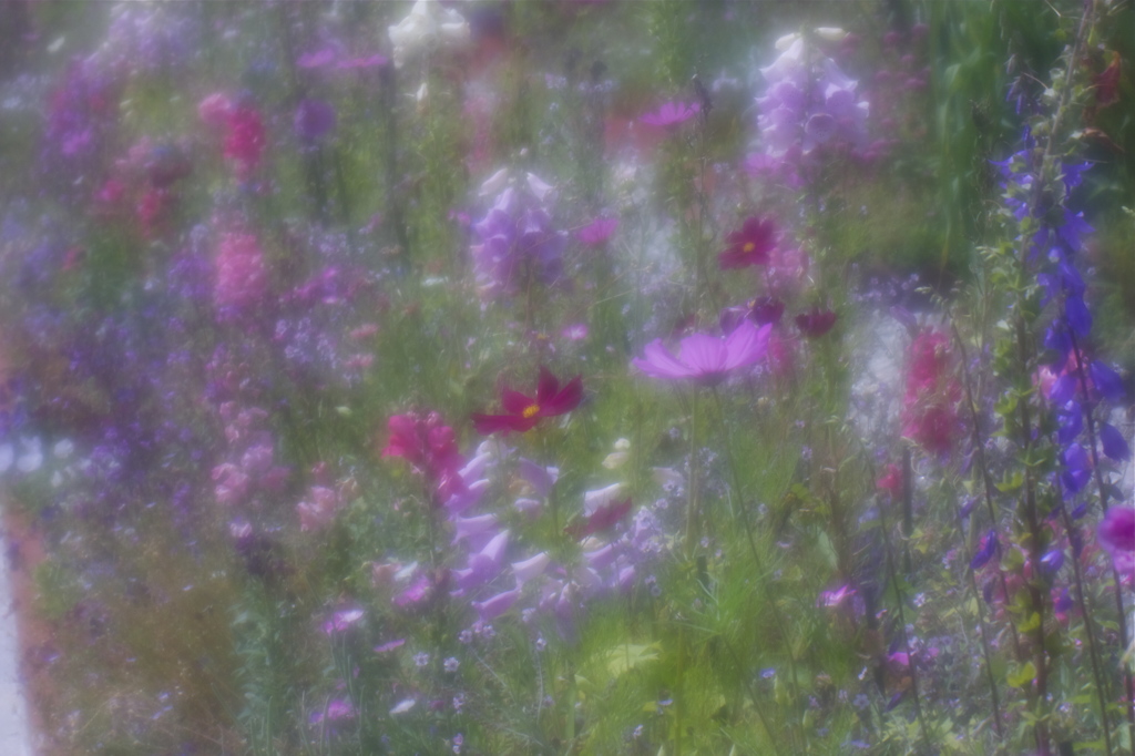花の印象　Ⅳ