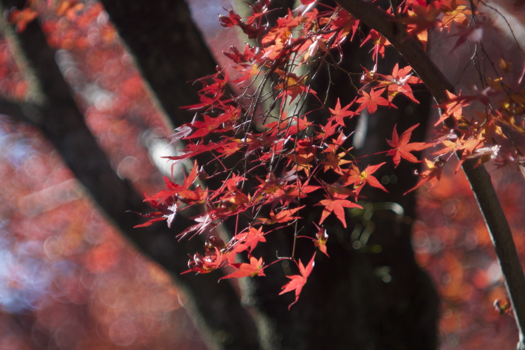 紅過去形