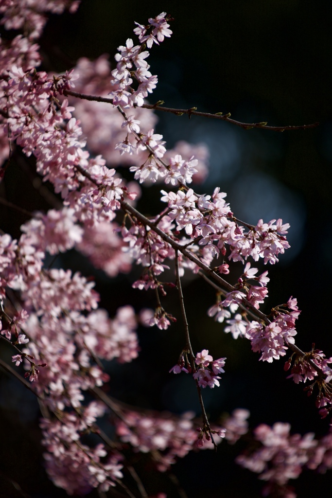 桜風