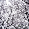 静かな春