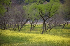 春の河川敷