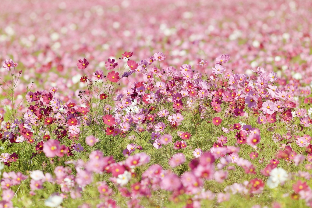 花風