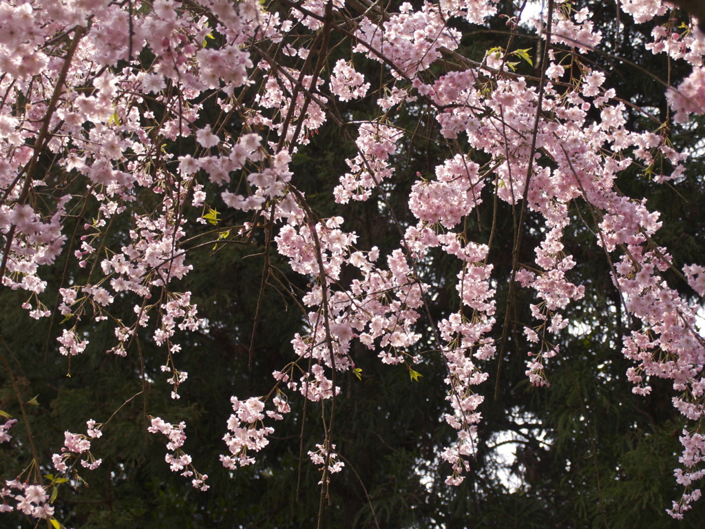 桜光