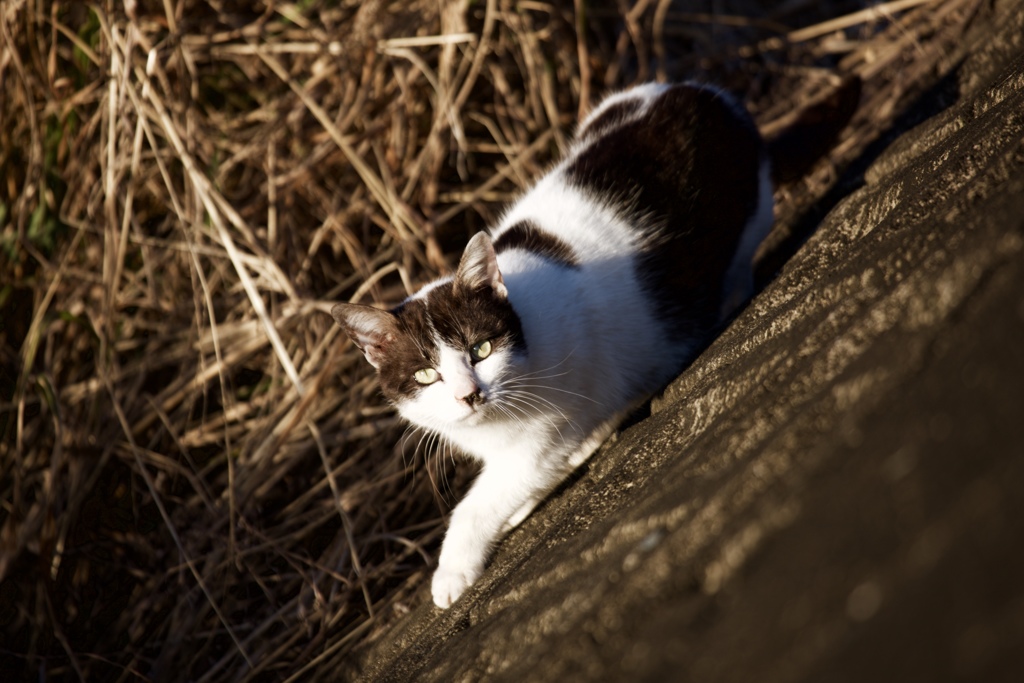 朝の猫