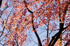 初冬紅葉