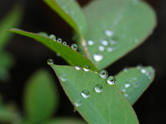 雨粒の勝手