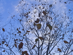 遅い朝の刹那げな青空