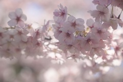 桜色の時間３