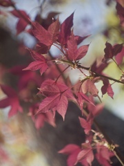 若葉紅葉