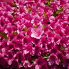 Power Pink