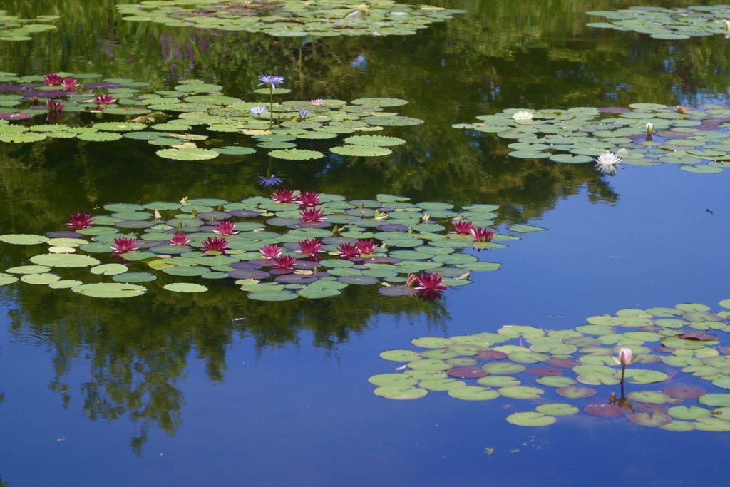 夏の池