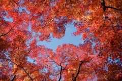 紅葉と空