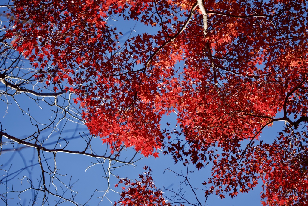 紅葉空２