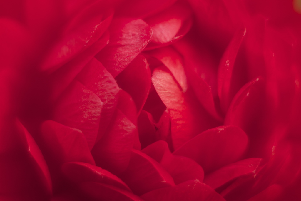OHAYO RED