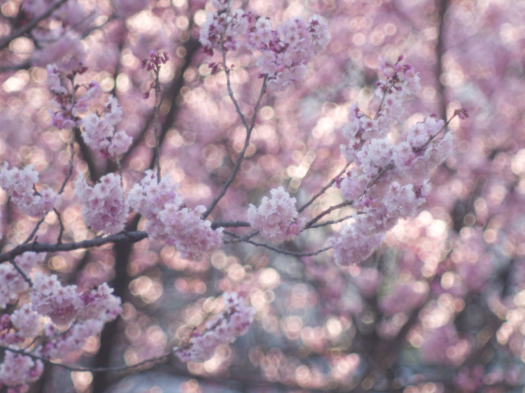 夕桜