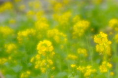 春は菜の花