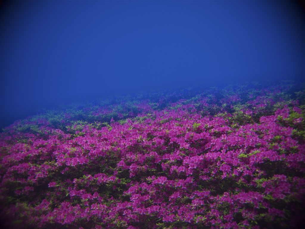 花の惑星