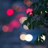 ムベの木の休日の夕刻