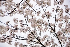 桜曇り