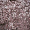 桜色