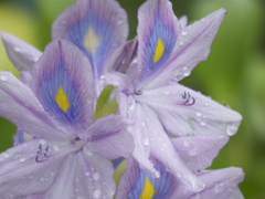 雨のおかげ