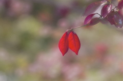 紅葉はじめ