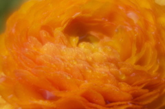ジューシーオレンジ