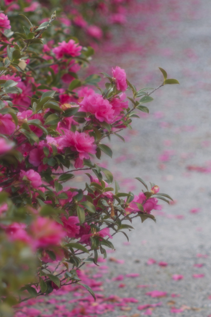 花から花へ