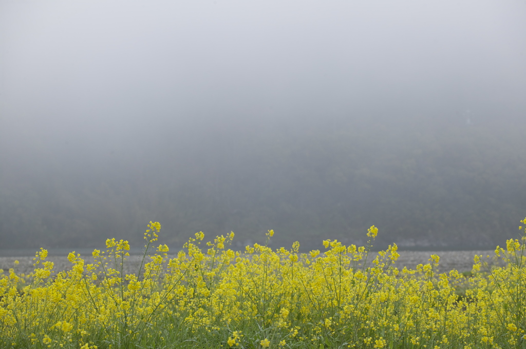 霧の四万十川