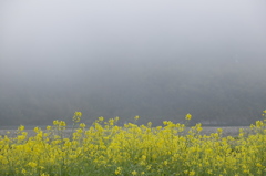 霧の四万十川