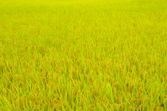 HARVEST YELLOW