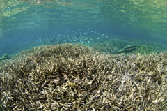春の珊瑚礁