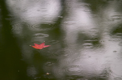 秋雨