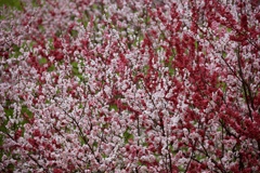 花盛り３