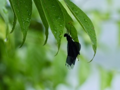 雨宿り