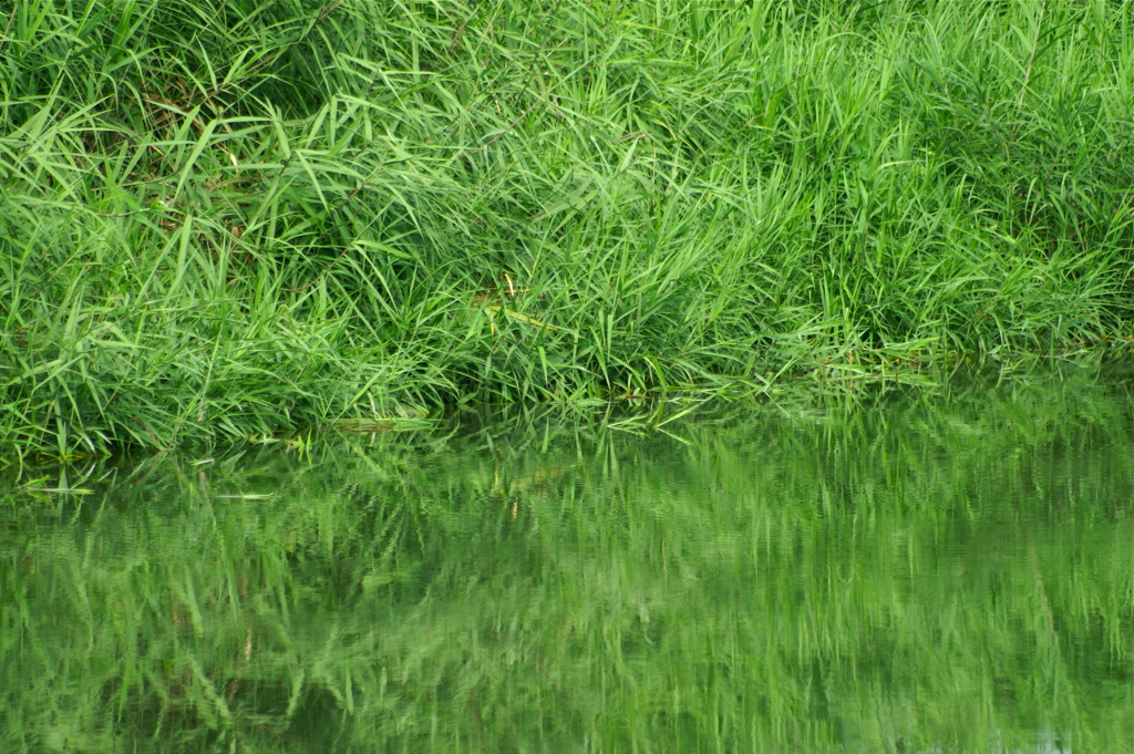 朝の緑の時間