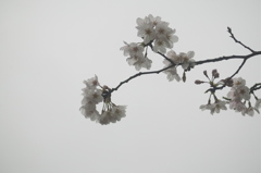雨一興