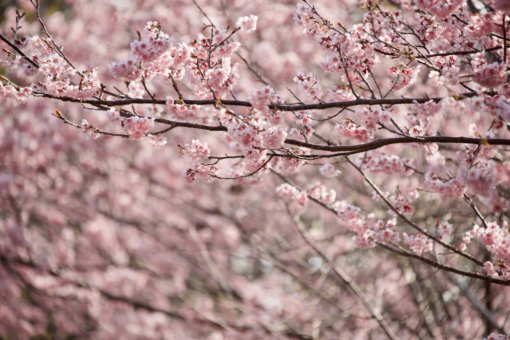 桜道