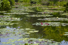 夏映